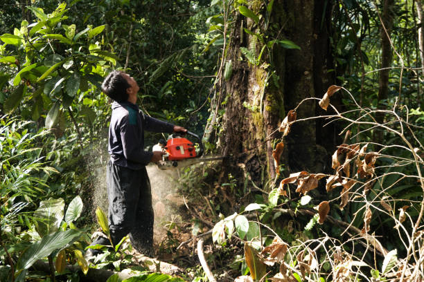 Best Emergency Storm Tree Removal  in USA